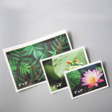 Self-adhesive Poly Pocket, Top Opening, 4'' x 6'' 